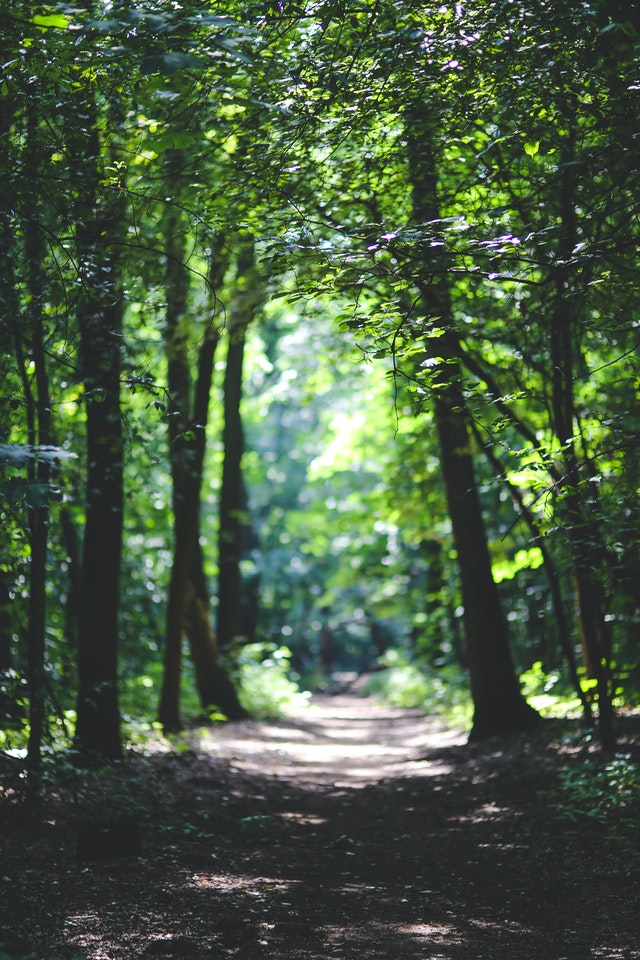 Path Among The Trees