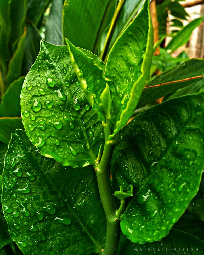 leaves raindrop