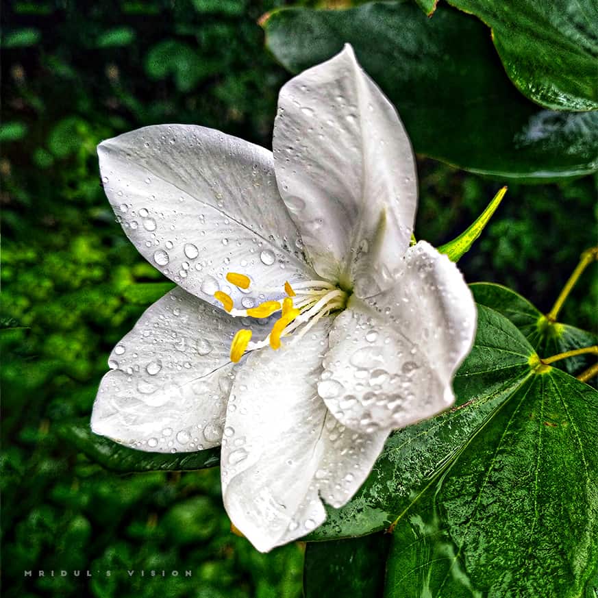 White Flower