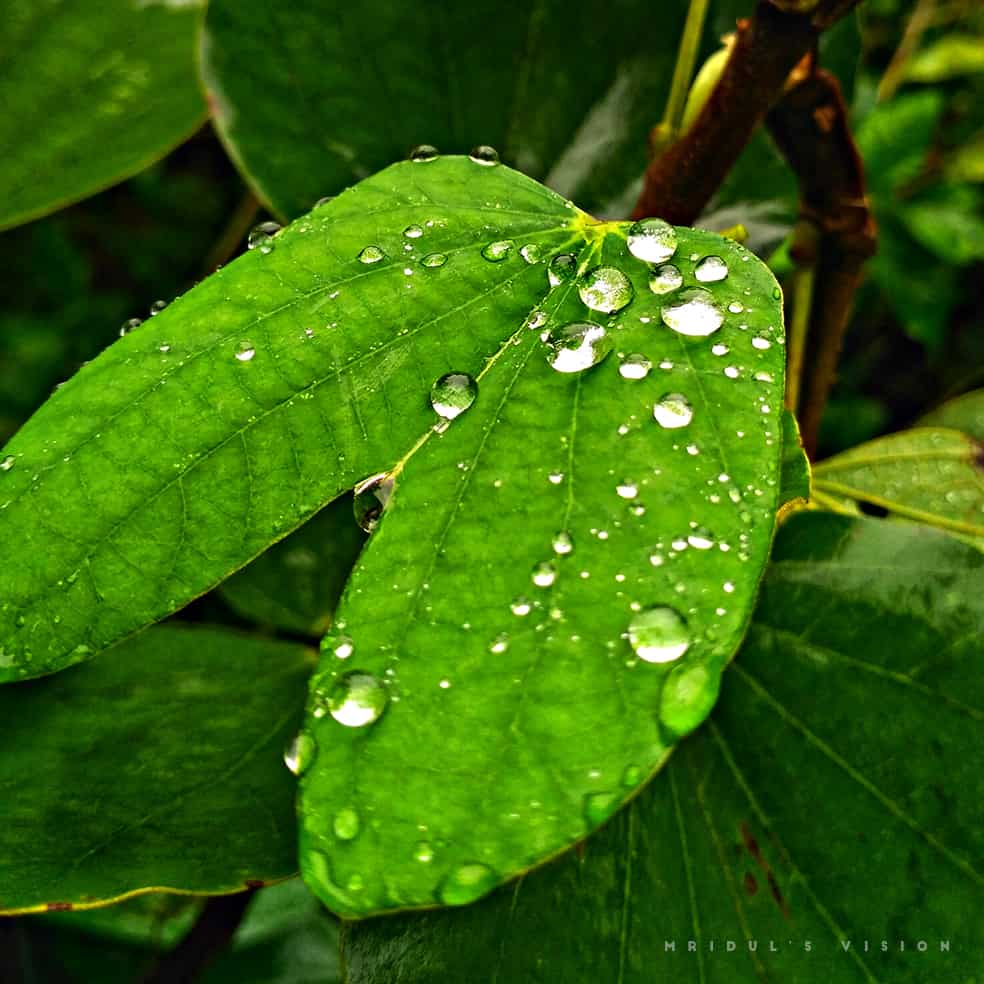 leaves and drops